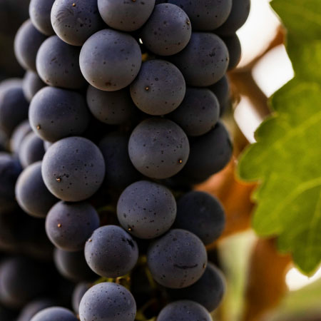 Detail of grapes on a vineyard