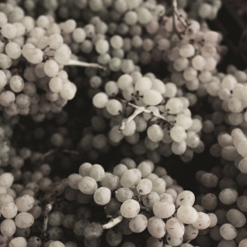 Grapes on vine detail shot
