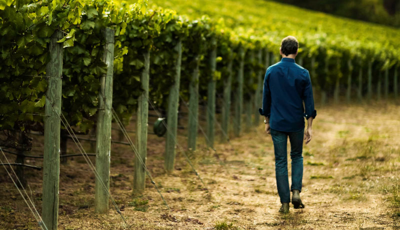 Paul Hobbs walking through vineyard