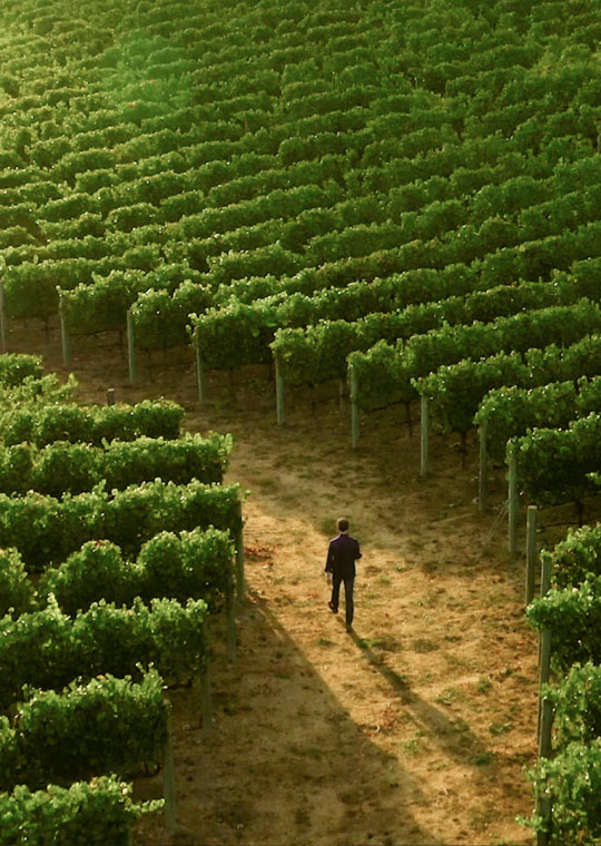 Paul Hobbs walking in vineyard