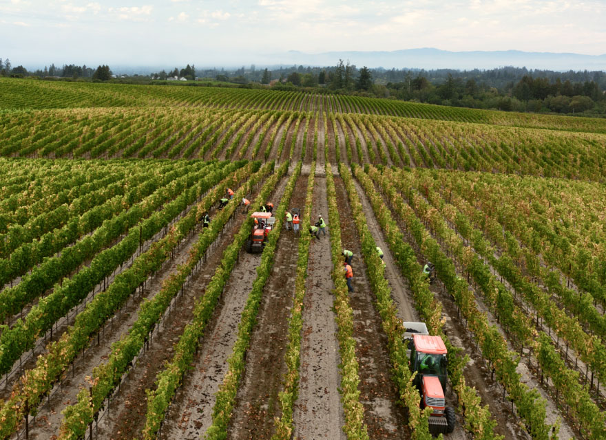 Workers in a vineyard